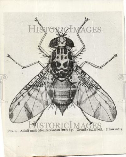 1929 Press Photo Adult male mediterranean fruit fly - Historic Images