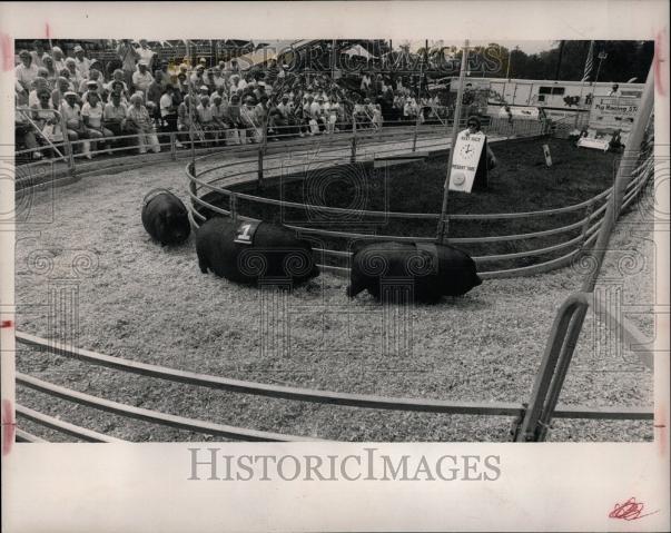 1989 Press Photo Michigan State Fair pigs hog race - Historic Images