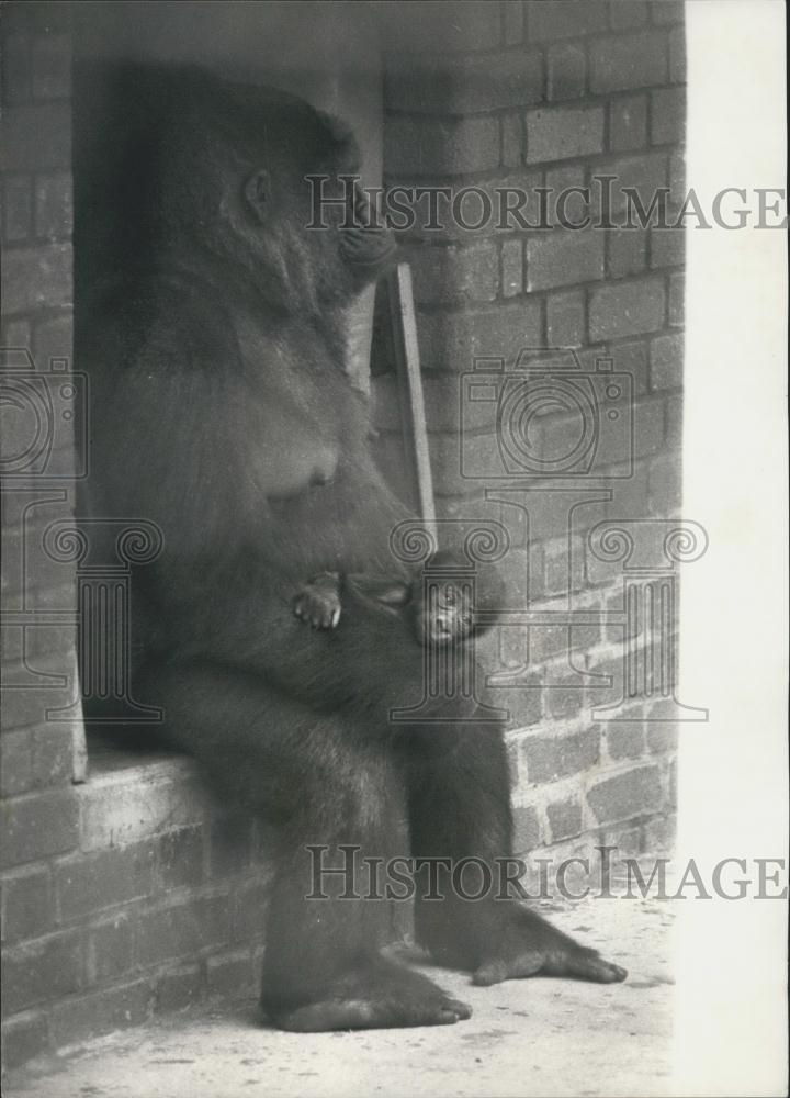 1976 Press Photo New Baby Gorilla Salome London Zoo Plays With Her Mother Lonie - Historic Images
