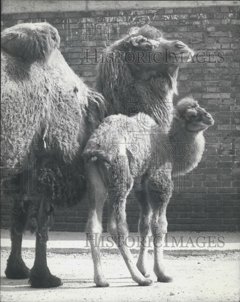 1974 Press Photo Archie Bactrian Baby Camel Debut London Zoo Parents Alice Omo - Historic Images