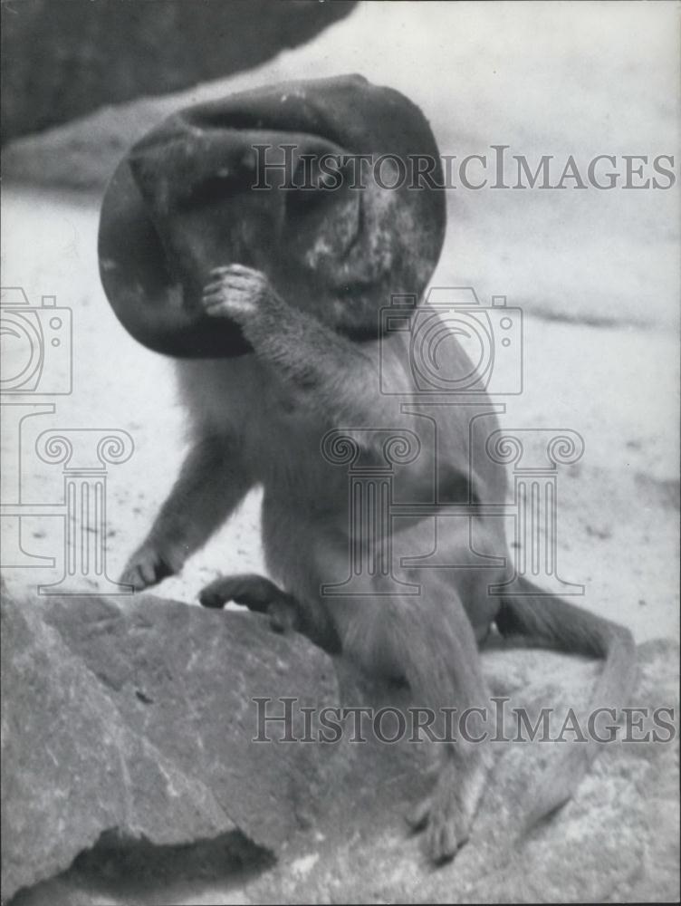 1958 Press Photo A baboon and a hat - Historic Images