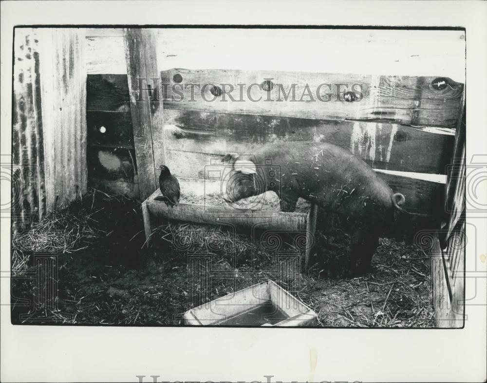 Press Photo Pig, Story Ford, Xalifornia - Historic Images