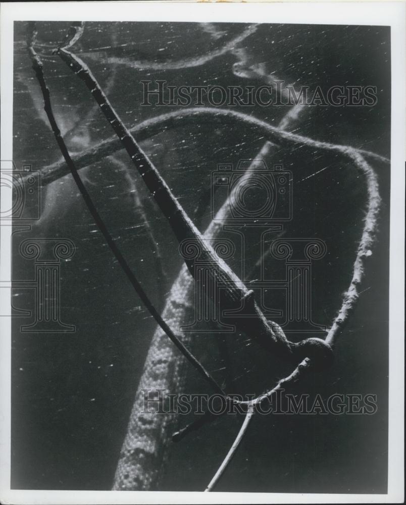 Press Photo Bronx Zoo ,a tentacled snake - Historic Images