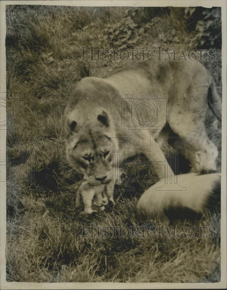 Press Photo Whipsnade Zoo,lioness and her cub - Historic Images