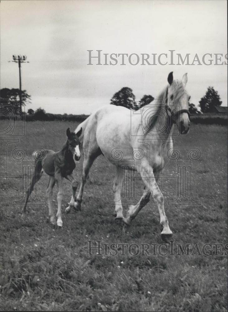 Press Photo Tosca and her baby - Historic Images