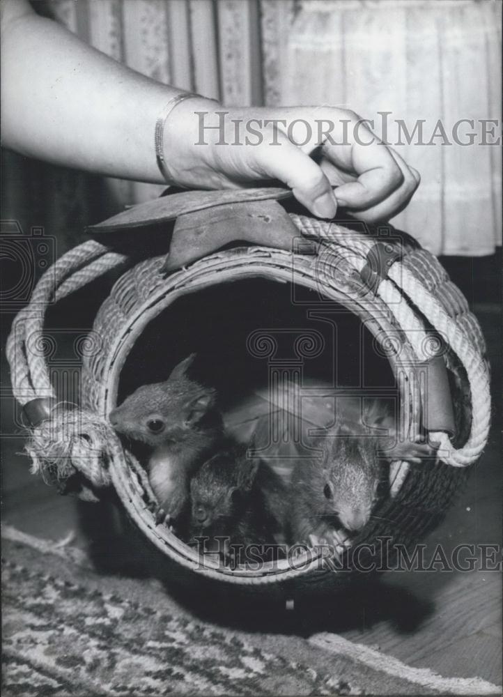 1965 Press Photo Orphaned Squirrel Babies Blacky, Fritzi And Flapp - Historic Images