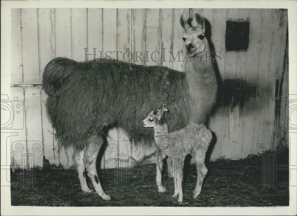 1958 Press Photo Molly the Llama and her baby Tim at the London Zoo - Historic Images