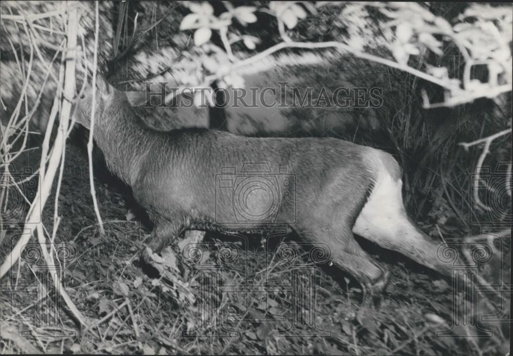 1959 Press Photo Stag Hunting Compingne Forest - Historic Images