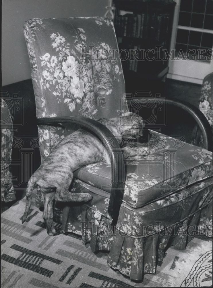 Press Photo Dog climbs into chair - Historic Images