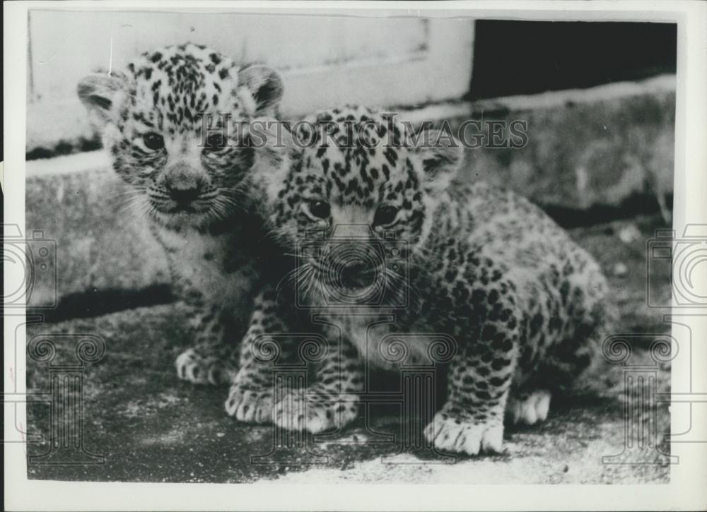 Press Photo Two Leopon Cubs Cross Between Leopard Lion Hanshin Park Zoo Japan - Historic Images