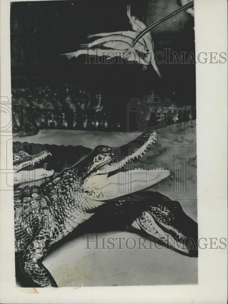 Press Photo Alligators being fed some fish - Historic Images