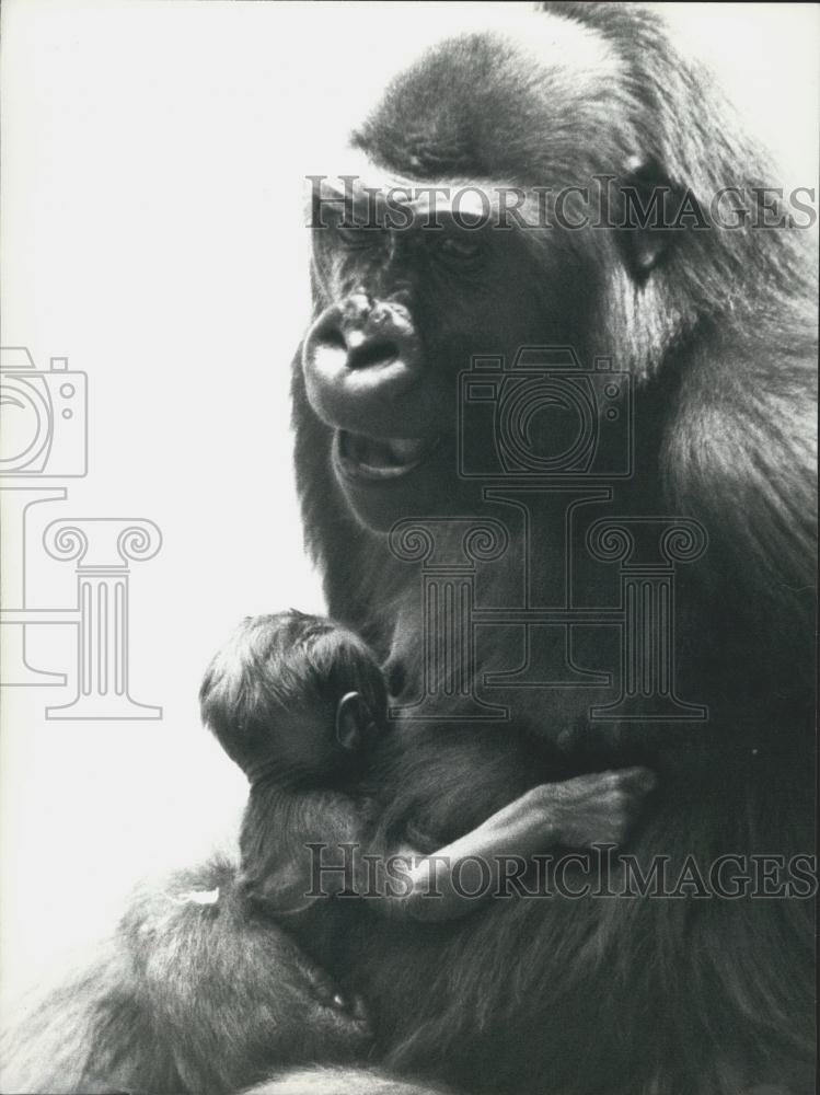 1976 Press Photo Cute Gorilla Baby Born Basle Zoo Switzerland Mother Quarta - Historic Images