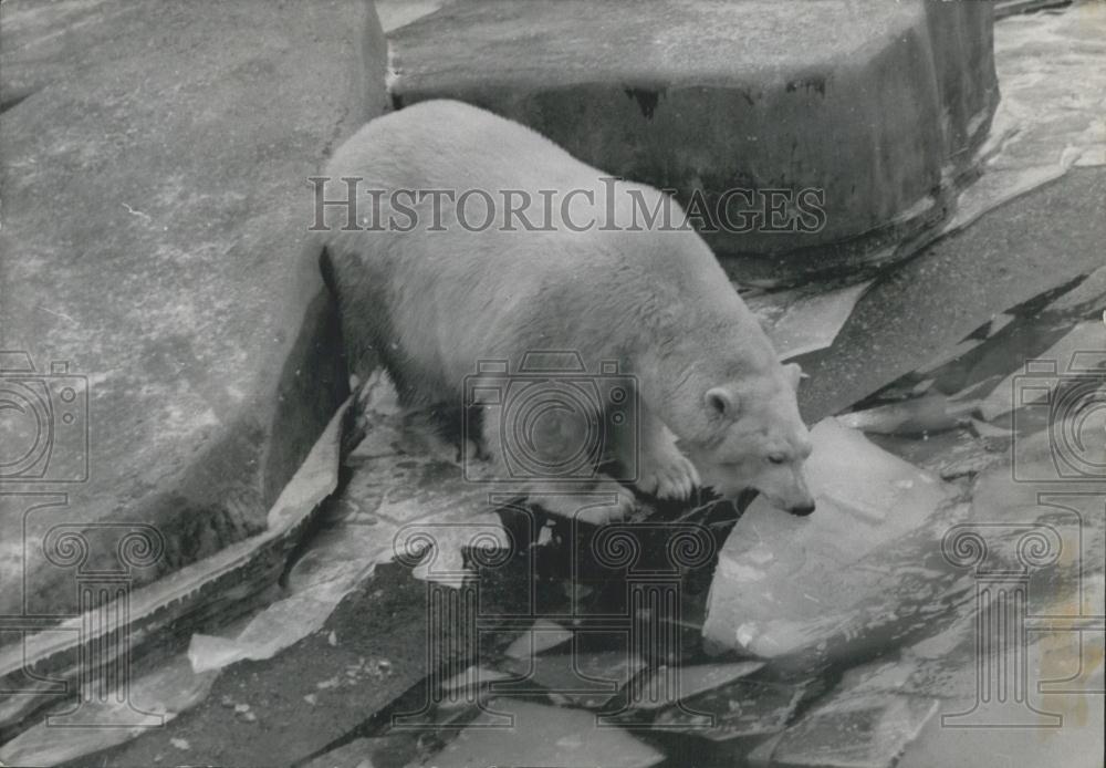 Press Photo Polar Bears at Vincennes Zoo enjoying the icy waters - Historic Images