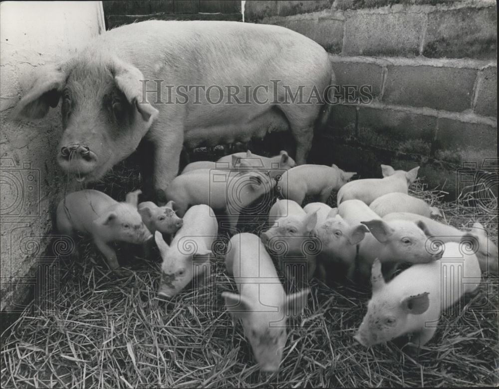 1969 Press Photo Pig With Litter 20 Piglets Owner James Townsend Holne Devon - Historic Images