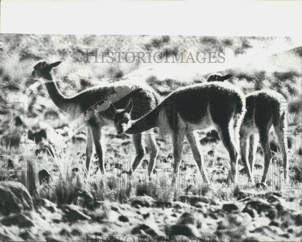 Press Photo Vicuna In The Andes Threatened With Extinction - Historic Images