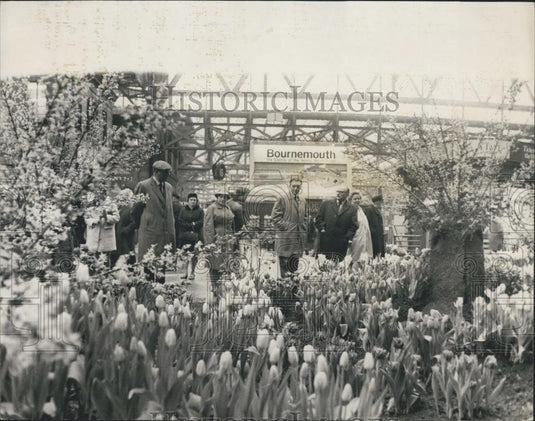 1969 Press Photo Dutch Bulbfield Waterlood Station Tulips Hyacinths Daffodils - Historic Images