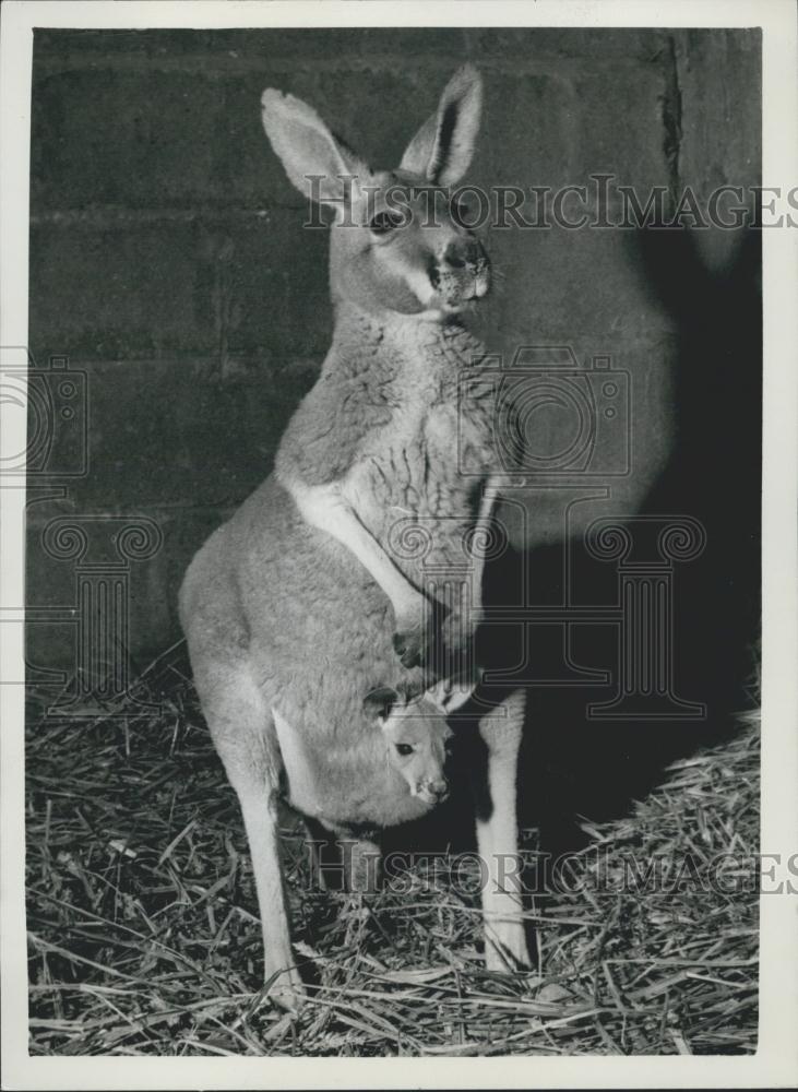 Press Photo Chester Zoo,kangaroo and baby - Historic Images