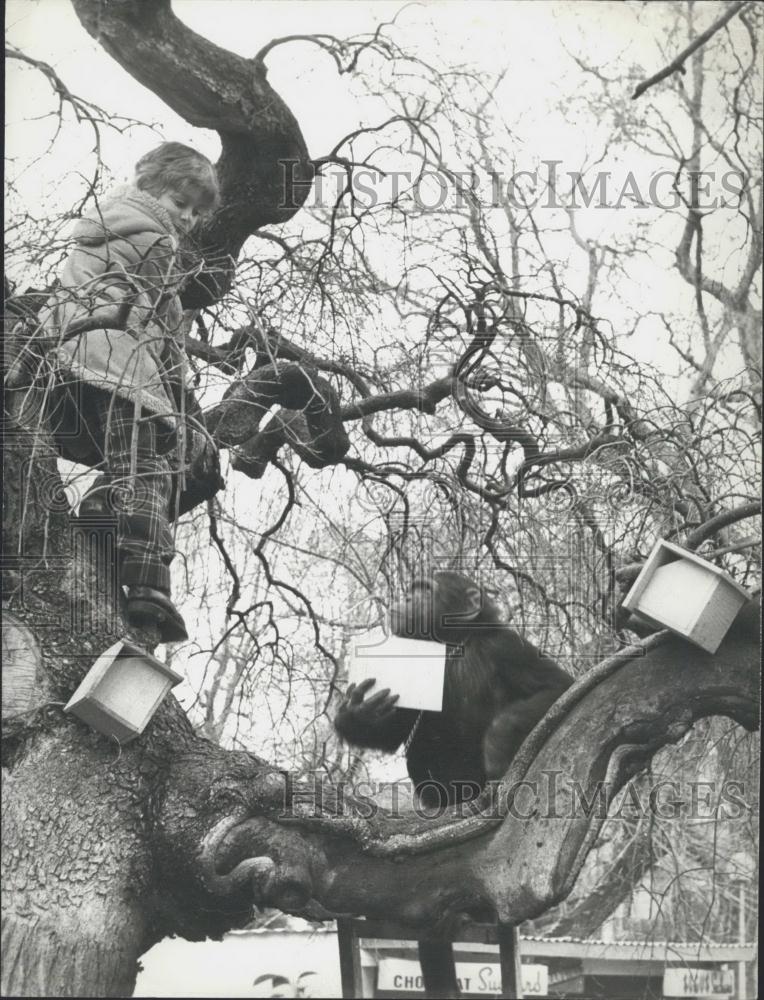 Press Photo Friend for the birds - a chimpanzee - Historic Images