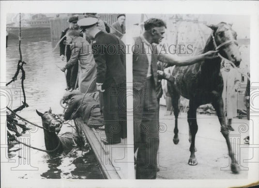 1958 Press Photo Thoroughbred Racehorse Takes A Ducking Accident While loading - Historic Images