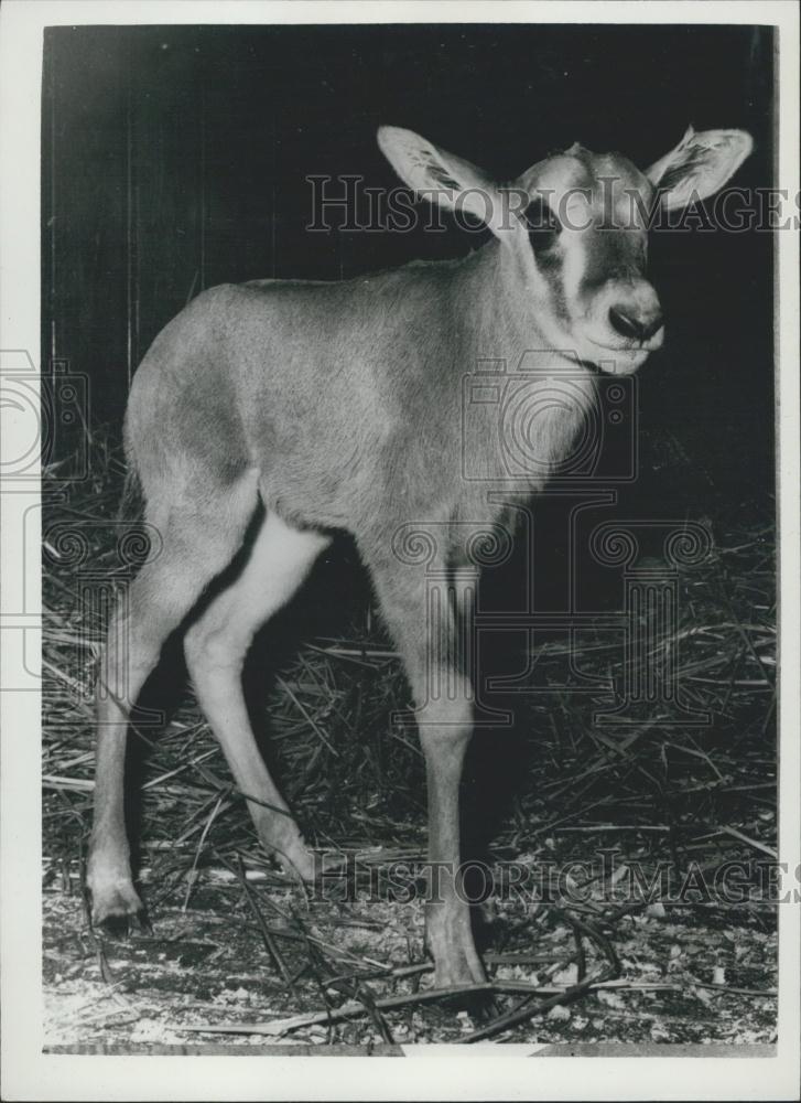 1959 Press Photo Female Beissa Antelope born at Basle Zoo - Historic Images