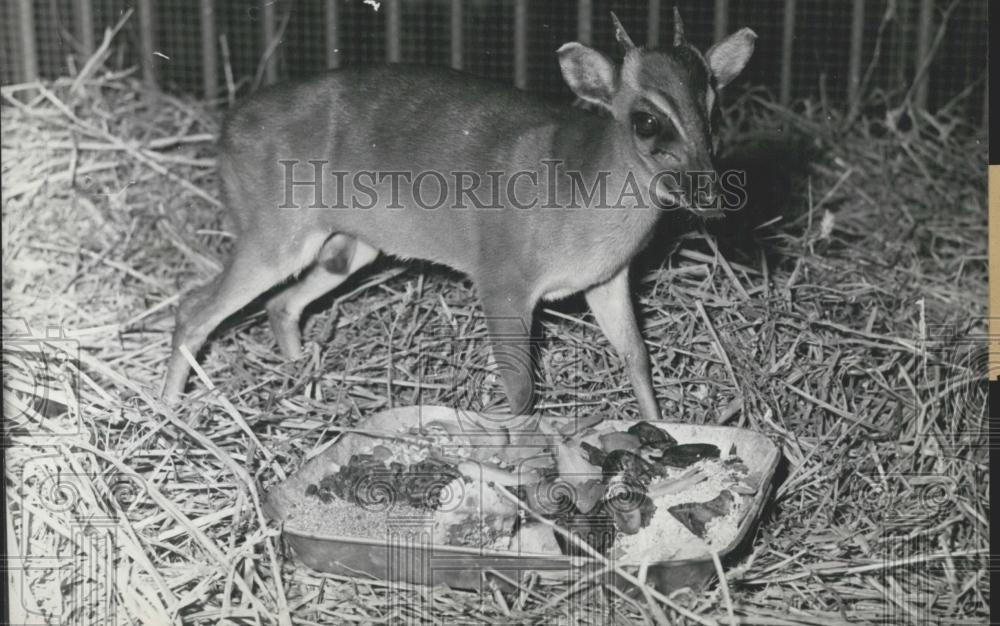 Press Photo Dwarf Africa Antelop Bourget Airport - Historic Images