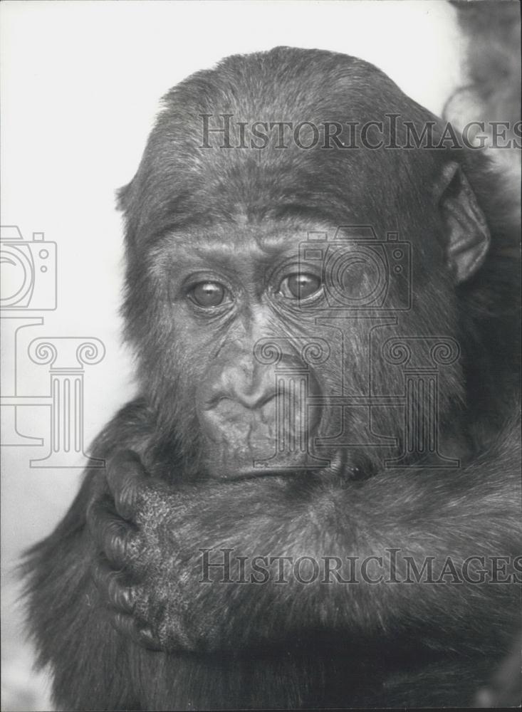 Press Photo Gorilla Assumbo Sucks His Thumb - Historic Images