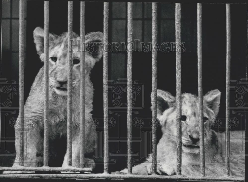 Press Photo Lion Kittens - Historic Images