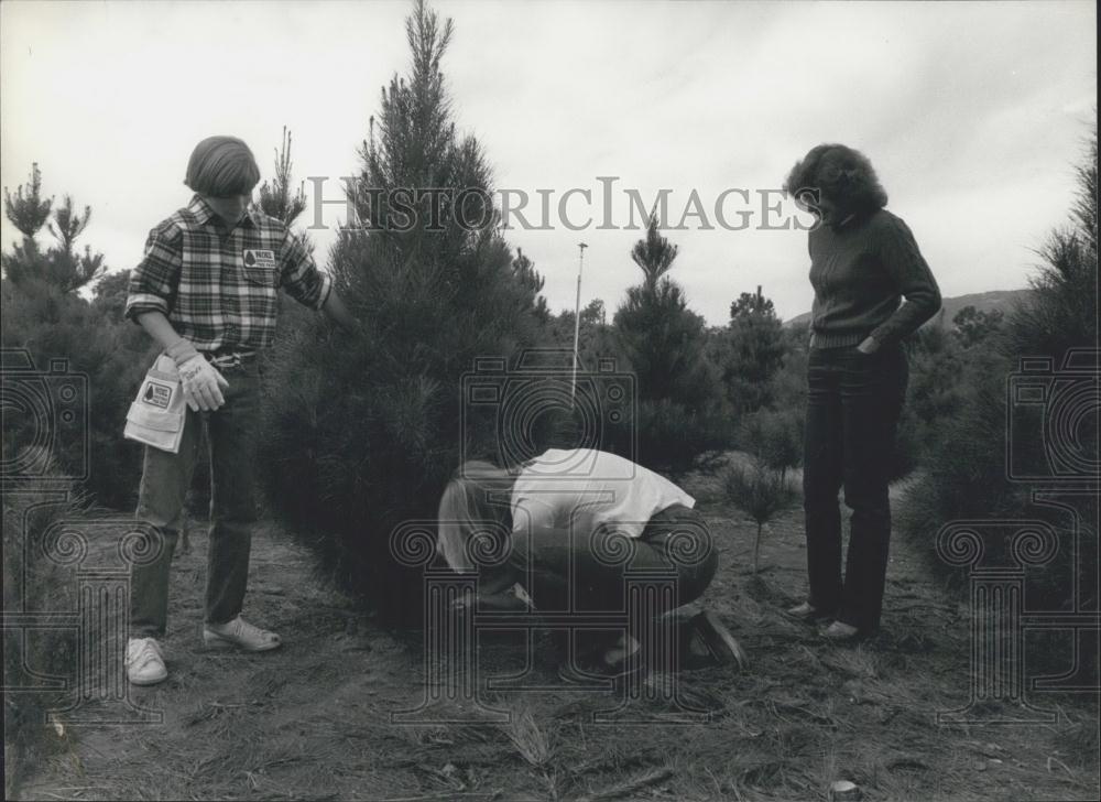 1982 Press Photo Christmas Tree Farm - Historic Images