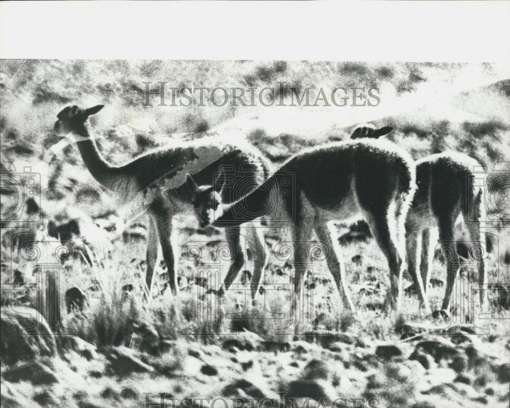Press Photo Vicuna In The Andes Threatened With Extinction - Historic Images