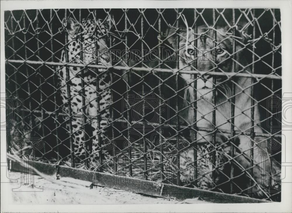 Press Photo First Leopons Cross Between Leopard Lion Hanahin Park Zoo Osaka - Historic Images