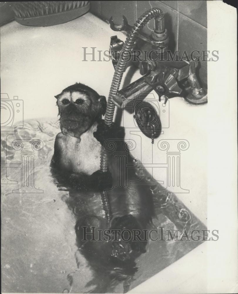 1968 Press Photo Monkey, Dijon, France - Historic Images