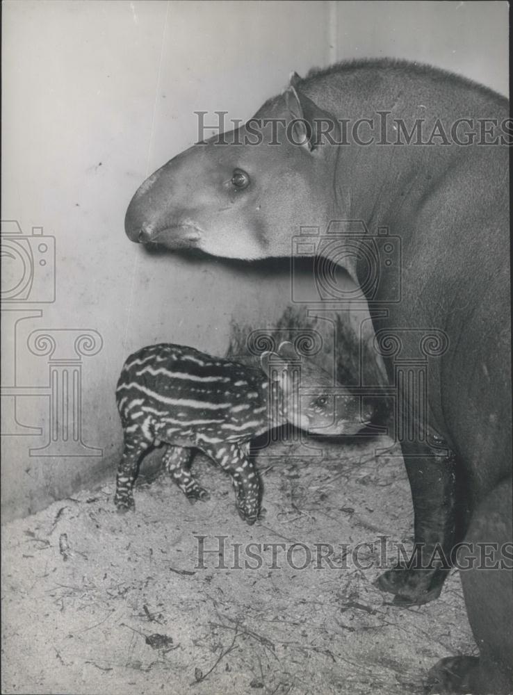 Press Photo Baby Tapir - Historic Images