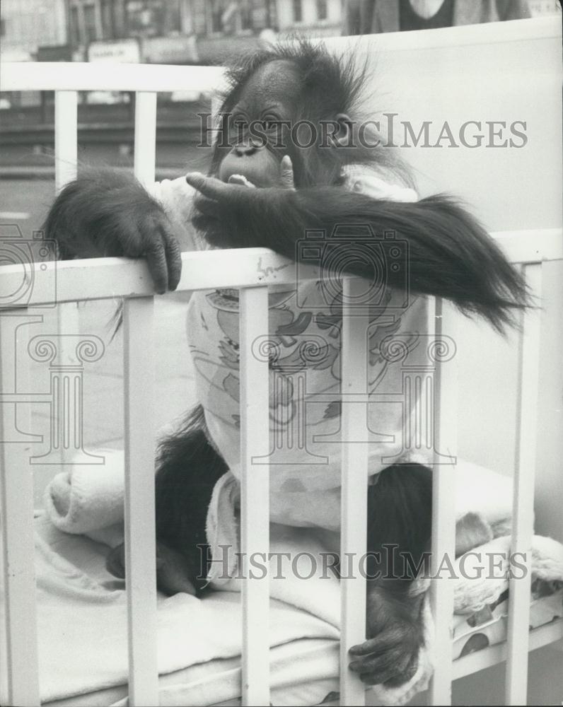 1974 Press Photo 'Talking' Orang-Utan Cody In His Crib - Historic Images
