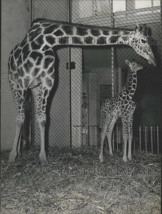 1956 Press Photo Baby Giraffe born at the Duisburg Zoo - Historic Images
