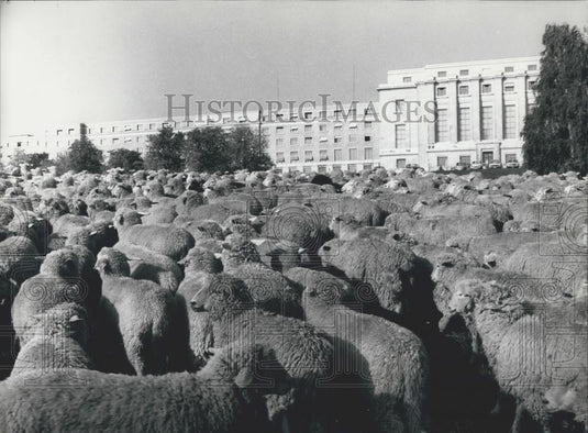 1973 Press Photo Large Group Sheep Outside Geneva United Nations - Historic Images