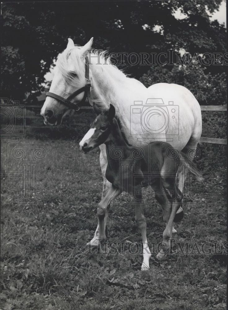 Press Photo Tosca and her baby - Historic Images