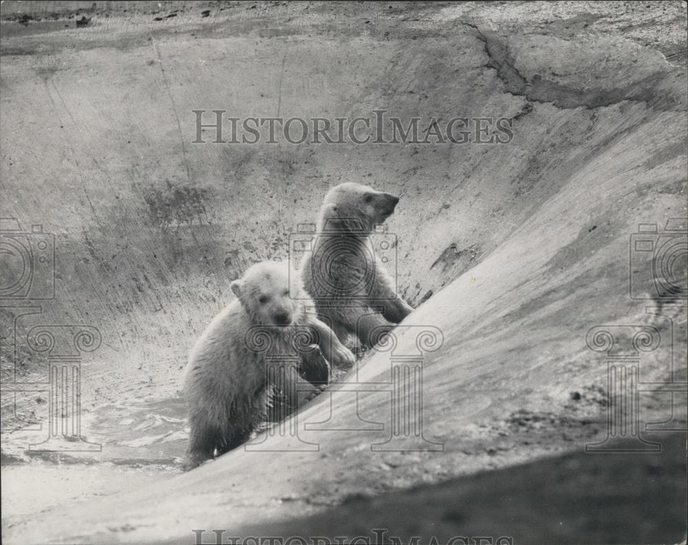 1961 Press Photo Polar bear Cubs at the Whipsnade Zoo - Historic Images