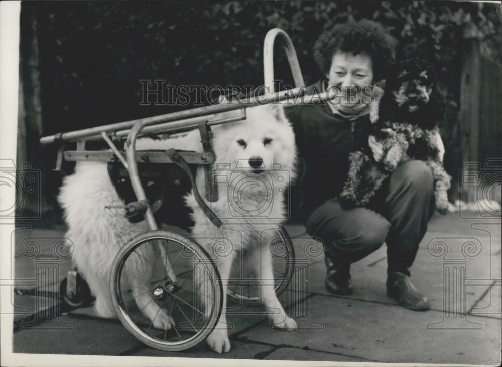 1958 Press Photo Mrs. Appleton With Crippled Dog Susie Forest Hill - Historic Images