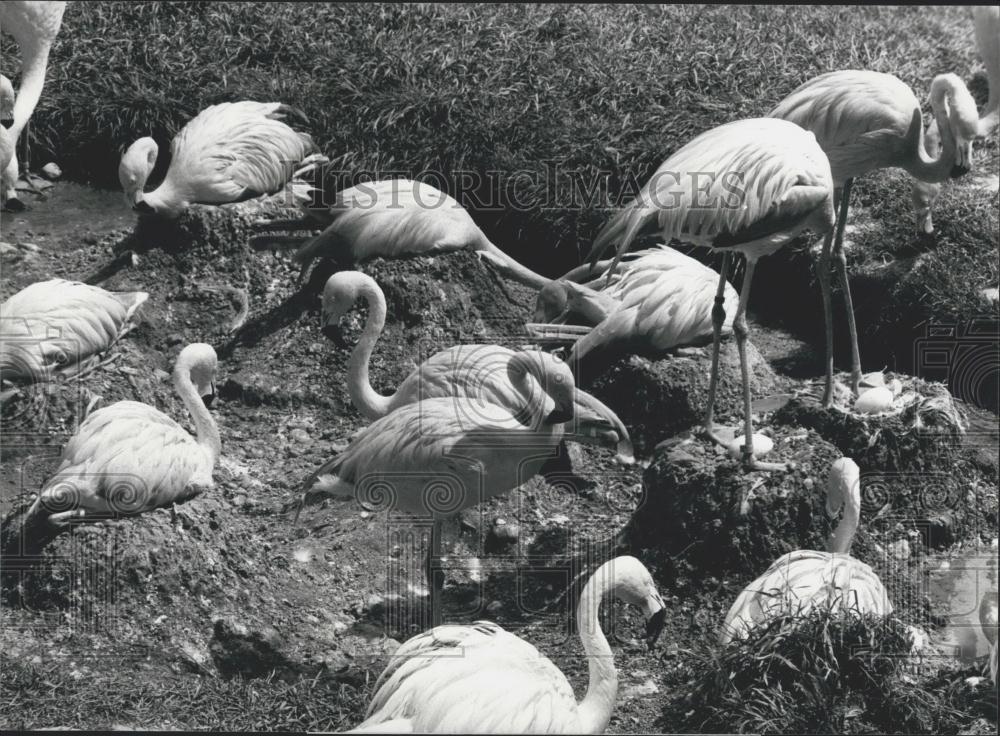 Press Photo Pink Flamingos at Zurich&#39;s Zoo - Historic Images