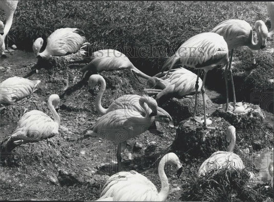 Press Photo Pink Flamingos at Zurich's Zoo - Historic Images
