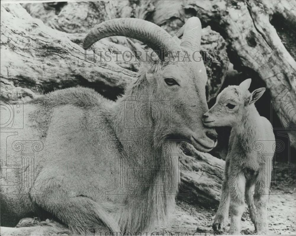 Press Photo Baby Barbary Sheep Udad With Mother Los Angeles Zoo - Historic Images