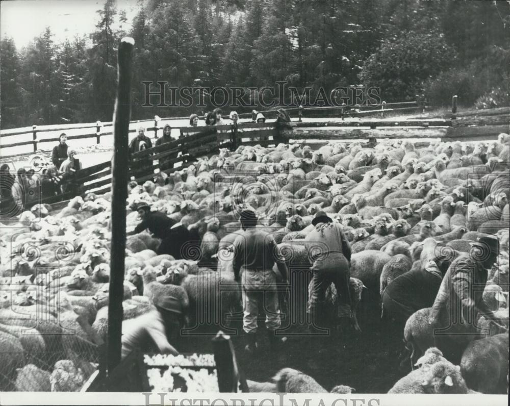 Press Photo Counting sheep - Historic Images