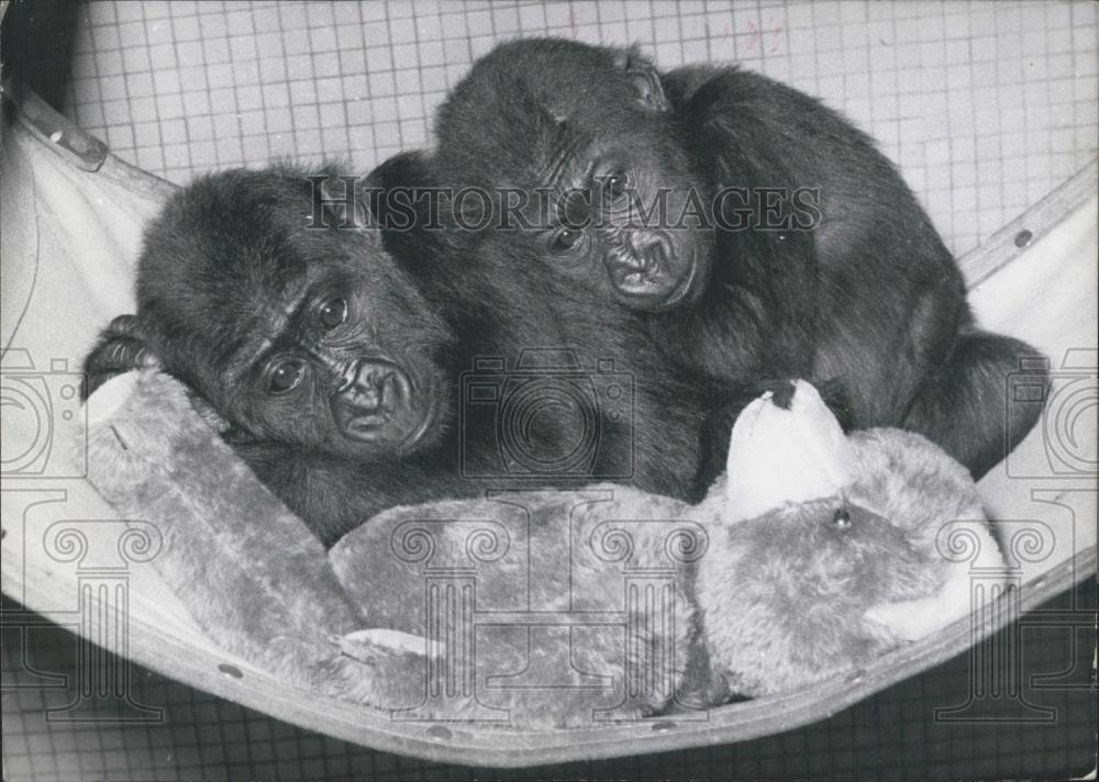 1965 Press Photo Diete and Toto the Gorillas in the Zoological garoens of Duisbu - Historic Images