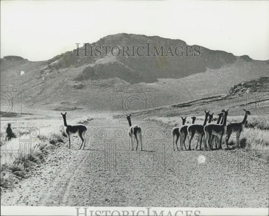 Press Photo Vicuna In The Andes Threatened With Extinction - Historic Images