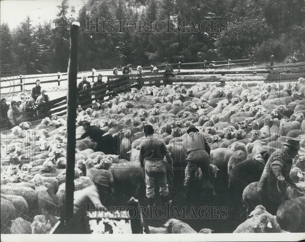 Press Photo Swiss Farmers, Sheep - Historic Images