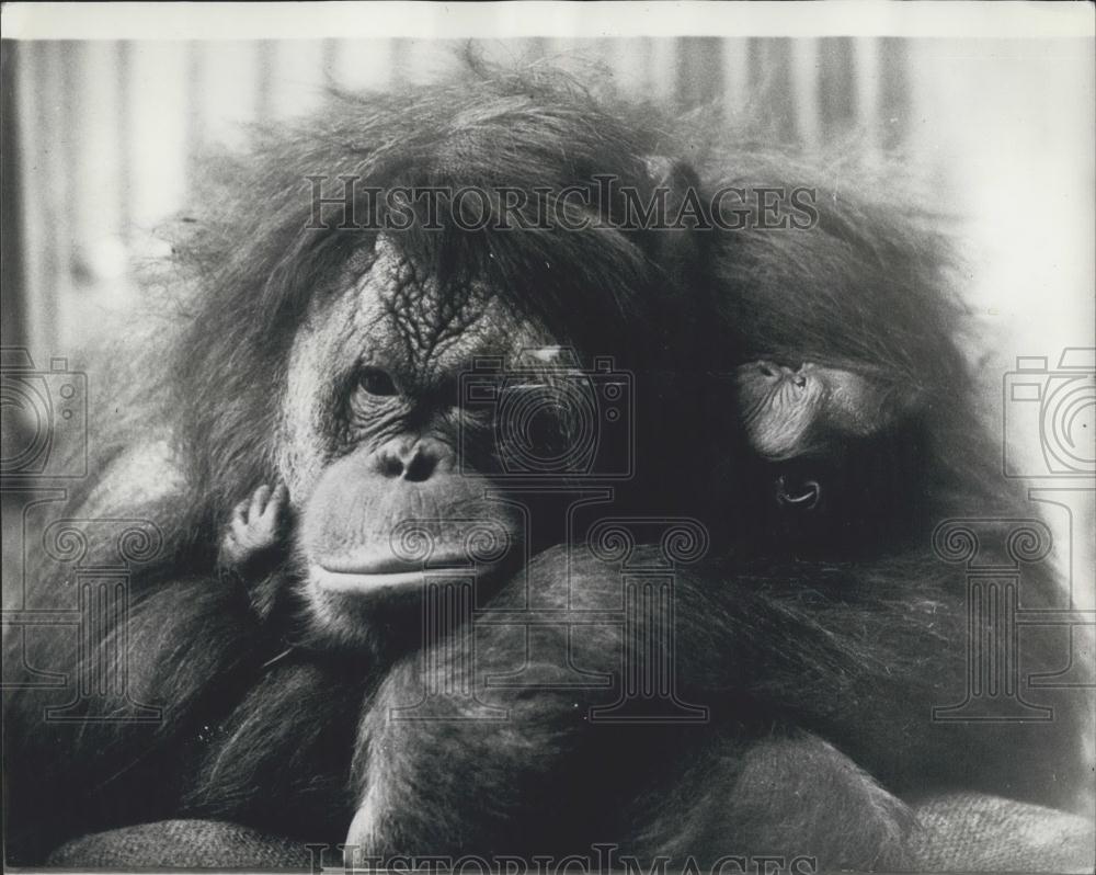 1970 Press Photo Orangutan Elsie &amp; Her Newborn At Zoo In Basel, Switzerland - Historic Images