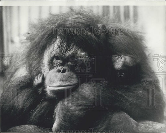 1970 Press Photo Orangutan Elsie & Her Newborn At Zoo In Basel, Switzerland - Historic Images