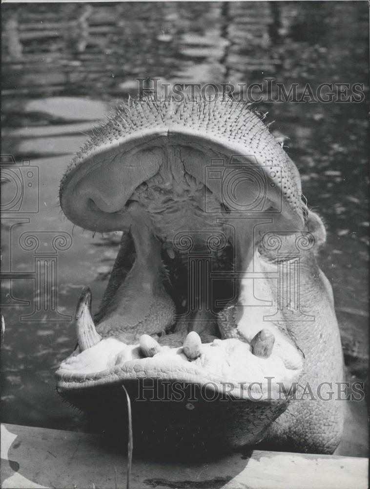 1958 Press Photo Berlin zoo, the hippopotamus &quot;Boulette&quot; - Historic Images