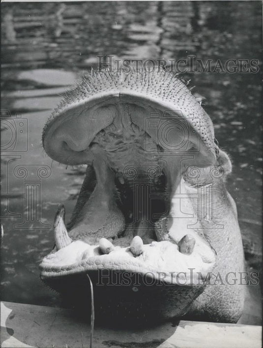 1958 Press Photo Berlin zoo, the hippopotamus "Boulette" - Historic Images