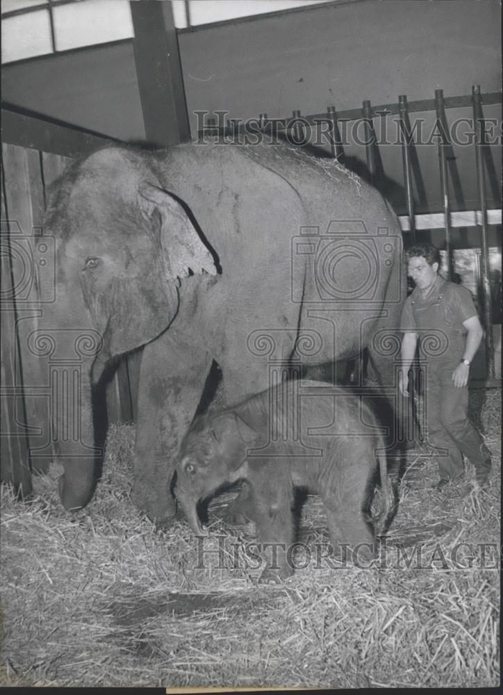 1965 Press Photo zoo of Hannover Elephant and newborn baby - Historic Images